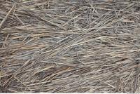 Photo Texture of Grass Dead 0005
